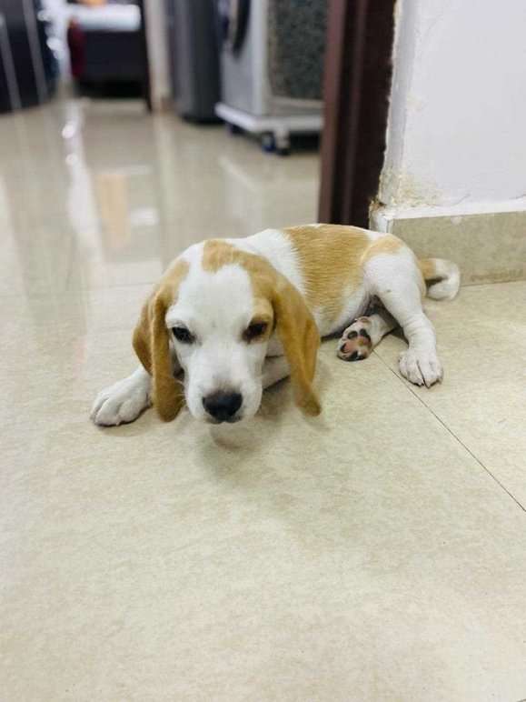 Beagle For Sale In Secunderabad