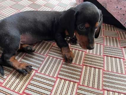 Dachshund For Sale In Chandigarh