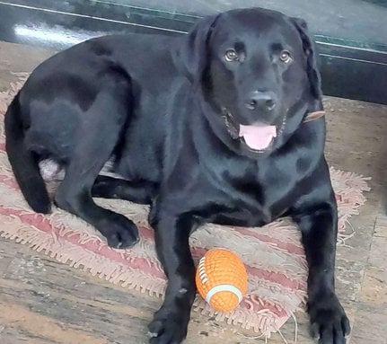 Labrador Retriever Dogs For Mating In Chennai