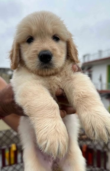 Golden Retriever For Sale In Haridwar