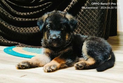 German Shepherd For Sale In Bhubaneswar