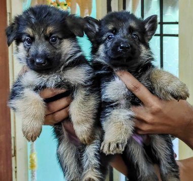 German Shepherd For Sale In Raipur