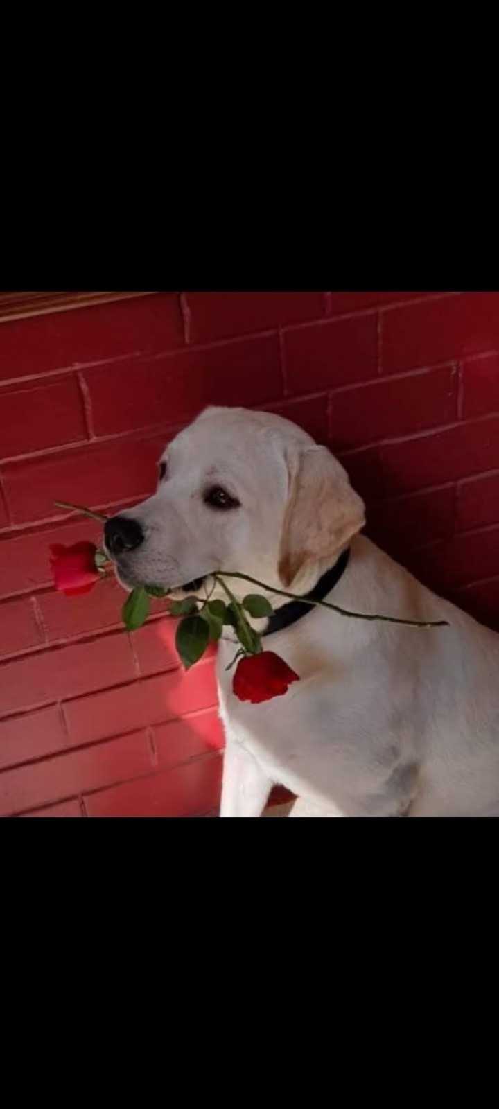 Labrador Retriever Dogs For Mating In Delhi
