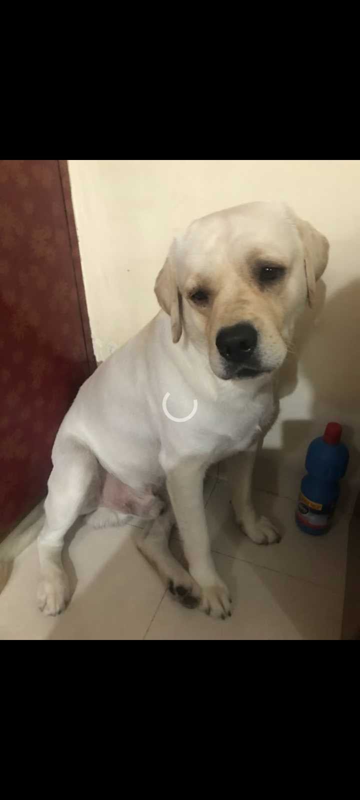 Labrador Retriever Dogs For Mating In Delhi