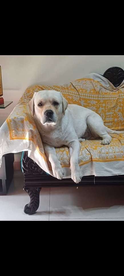Labrador Retriever Dogs For Mating In Delhi