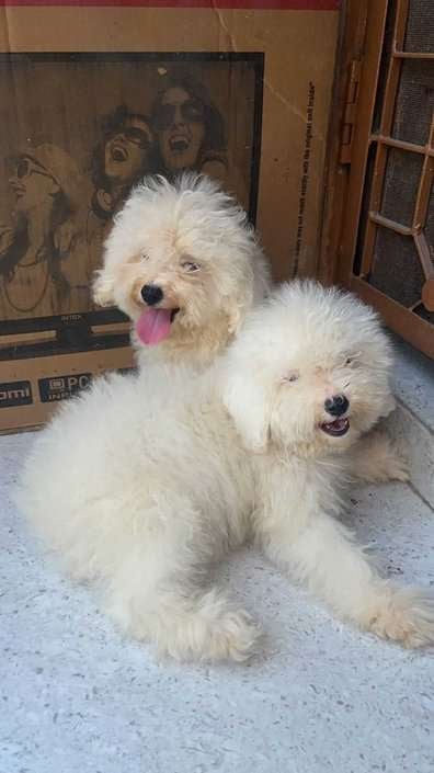 Bichon Frise For Sale In Delhi