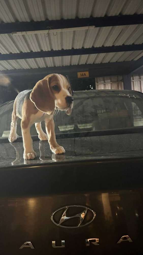 Beagle For Sale In Chennai