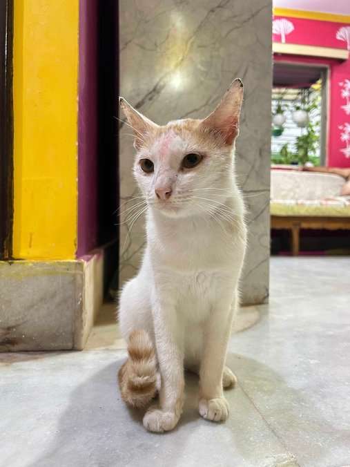 Indian Breed For Adoption In Kolkata