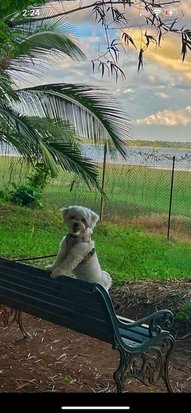Maltipoo Dogs For Mating In Bangalore