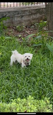 Maltipoo Dogs For Mating In Bangalore