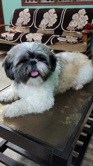 Shih Tzu Dogs For Mating In Bangalore