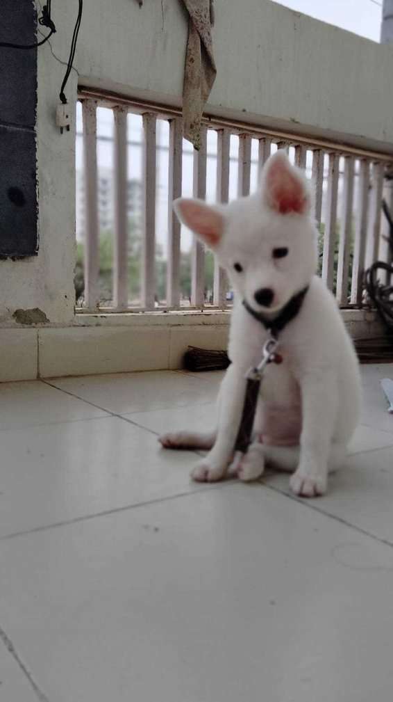 Pomeranian For Sale In Jaipur
