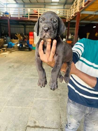 Great Dane For Sale In Bangalore