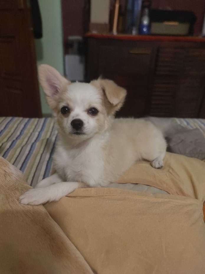 Chihuahua For Sale In Dehradun