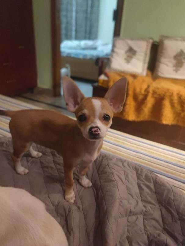 Chihuahua For Sale In Dehradun
