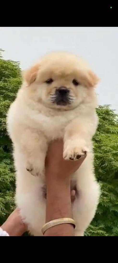 Chow Chow For Sale In Delhi