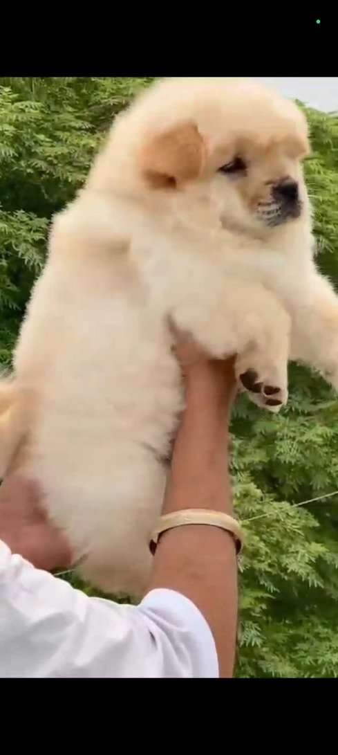 Chow Chow For Sale In Delhi