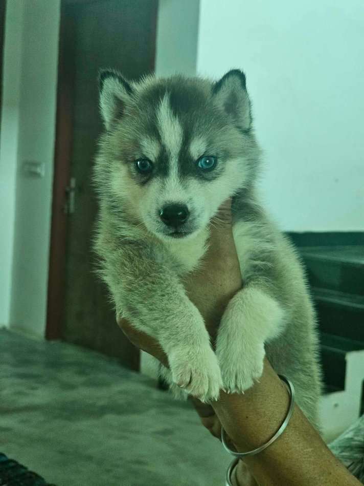 Siberian Husky For Sale In Patiala