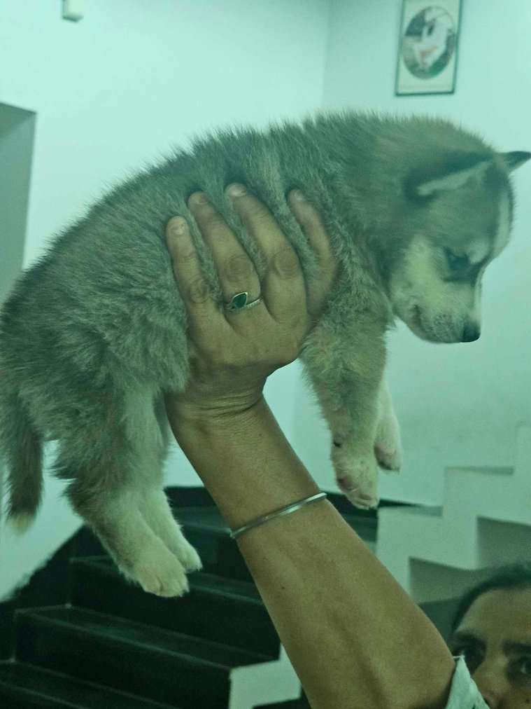 Siberian Husky For Sale In Patiala