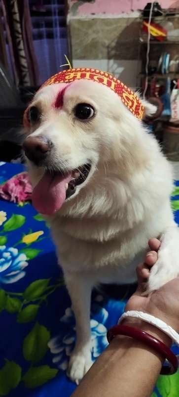 Pomeranian Dogs For Mating In Noida