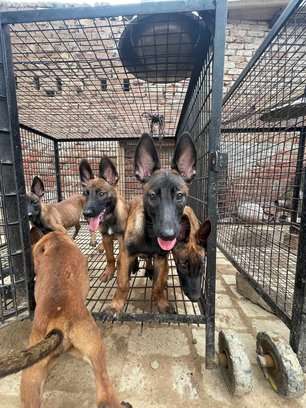 Belgian Malinois For Sale In Faridkot