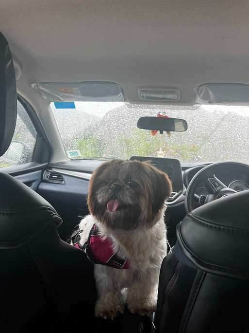 Shih Tzu Dogs For Mating In Delhi