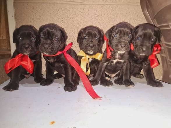 Cane Corso For Sale In Indore