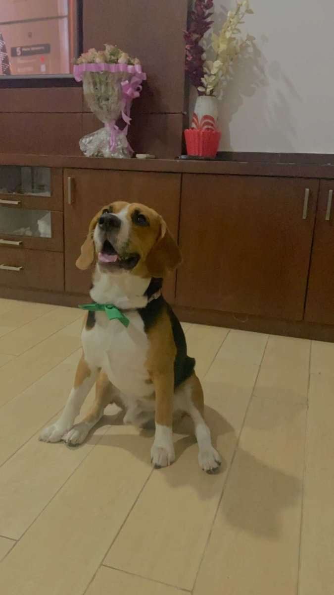 Beagle For Adoption In Mumbai