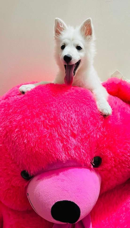 Pomeranian For Sale In Hyderabad