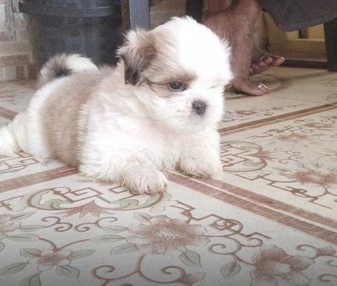 Shih Tzu For Sale In Visakhapatnam