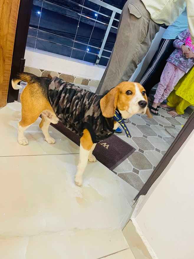 Beagle Dogs For Mating In Ludhiana