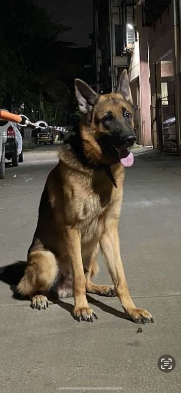 German Shepherd Dogs For Mating In Pune