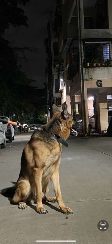 German Shepherd Dogs For Mating In Pune