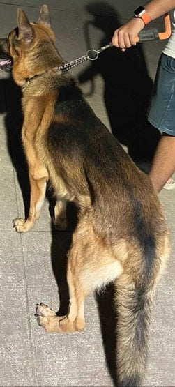 German Shepherd Dogs For Mating In Pune