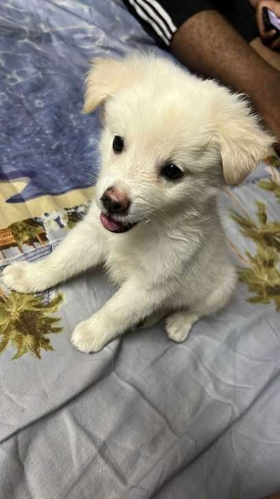 Pomeranian For Sale In Patna