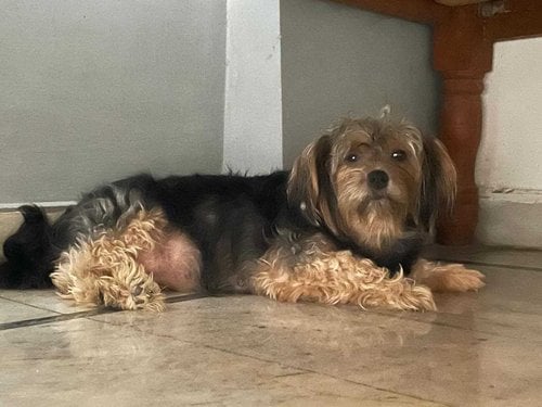Lhasa Apso Dogs For Mating In Patna