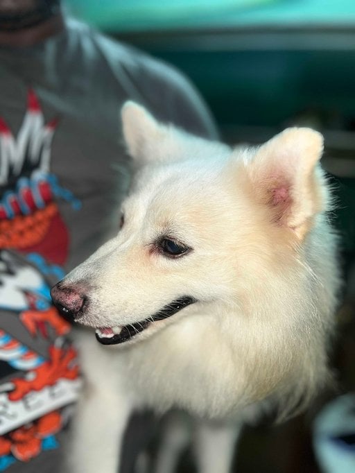 Indian Spitz Dogs For Mating In Chittoor