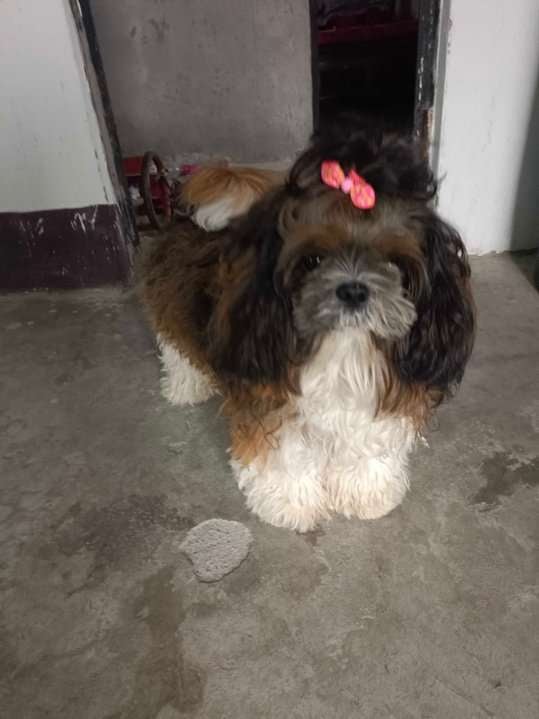Shih Tzu Dogs For Mating In Howrah
