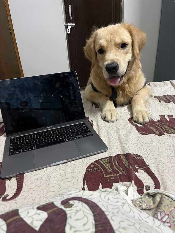Golden Retriever For Adoption In Allahabad