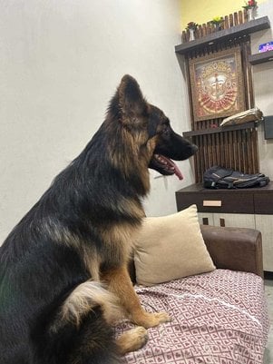 German Shepherd Dogs For Mating In Nagpur