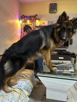 German Shepherd Dogs For Mating In Nagpur