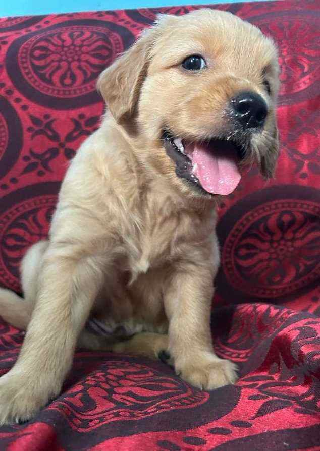 Golden Retriever For Sale In Lucknow