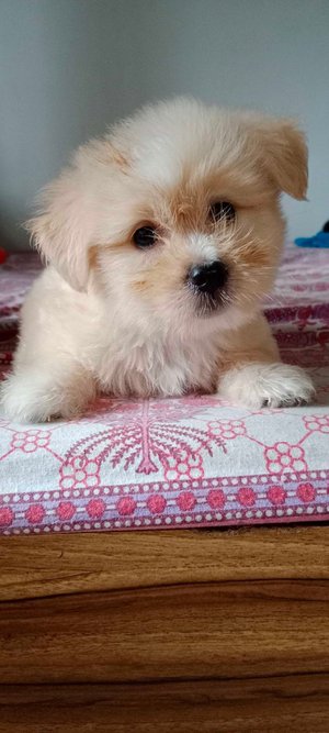 Lhasa Apso For Sale In Darjiling