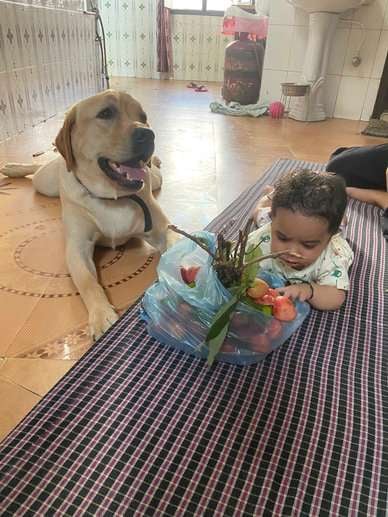 Labrador Retriever For Adoption In Chandigarh