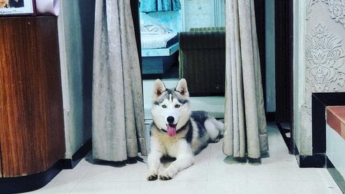 Siberian Husky Dogs For Mating In Mumbai