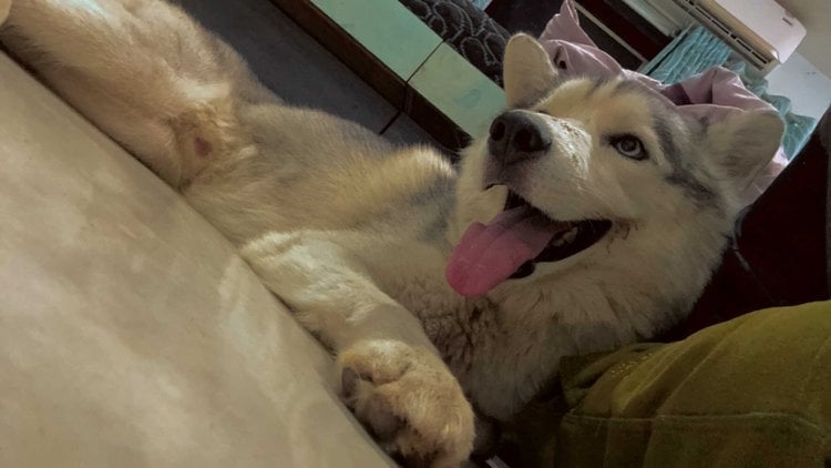 Siberian Husky Dogs For Mating In Mumbai