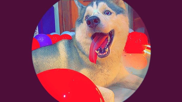 Siberian Husky Dogs For Mating In Mumbai