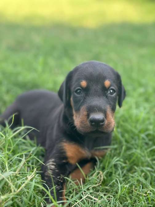 Doberman For Sale In Delhi