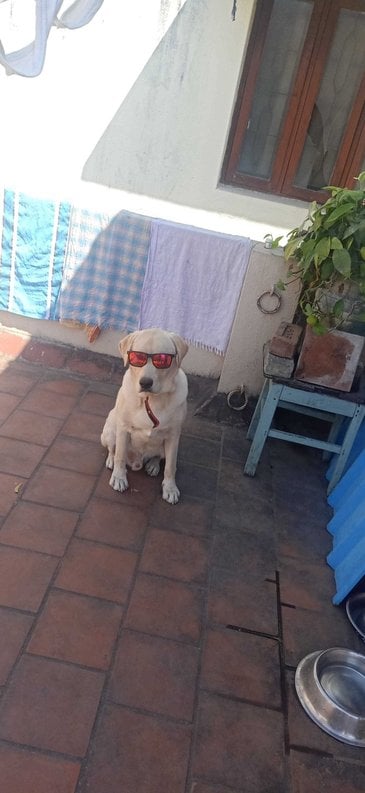 Labrador Retriever Dogs For Mating In Chennai