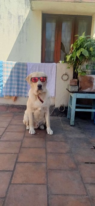 Labrador Retriever Dogs For Mating In Chennai